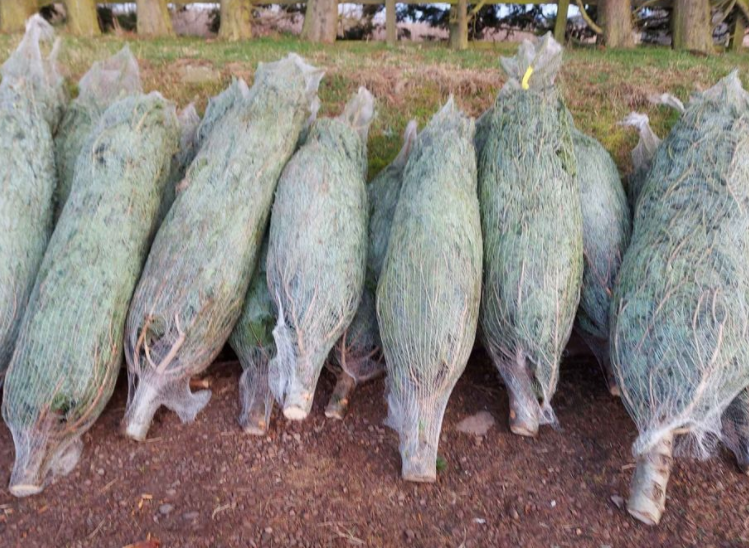 Real Christmas Trees